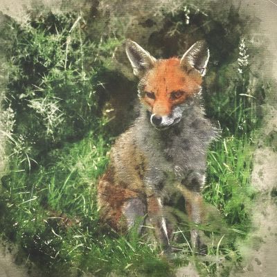 Fox Canvas Art Panel