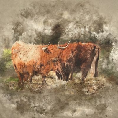 Highland Cattle Canvas Art Panel
