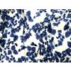 Jardin Cotton Sateen Leaves Blue & White