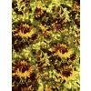 Cotton Avalon Yellow Floral